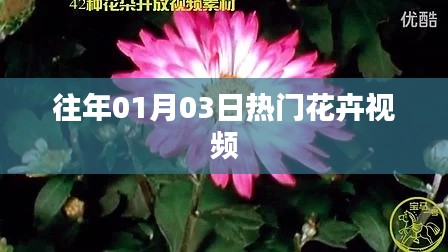 精選花卉視頻，歷年一月三日熱門盤點