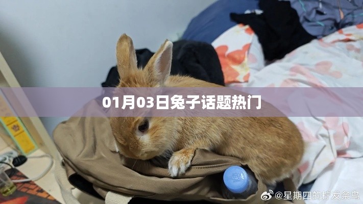 兔子話題熱議，聚焦最新動(dòng)態(tài)