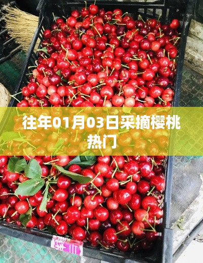櫻桃采摘高峰，歷年一月初的盛況