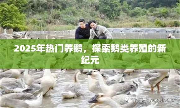 探索鵝類養(yǎng)殖新紀元，為何選擇養(yǎng)鵝成為熱門選擇？