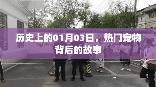 熱門寵物背后的故事，歷史上的1月3日揭秘