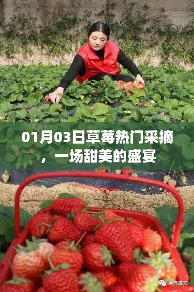 草莓盛宴，冬日采摘樂趣，盡享甜美時光