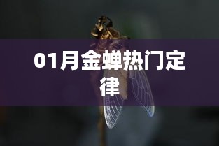 金蟬定律，揭秘一月份熱門趨勢(shì)