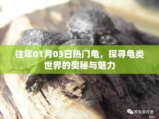 探尋龜類世界的奧秘與魅力，歷年熱門龜種回顧