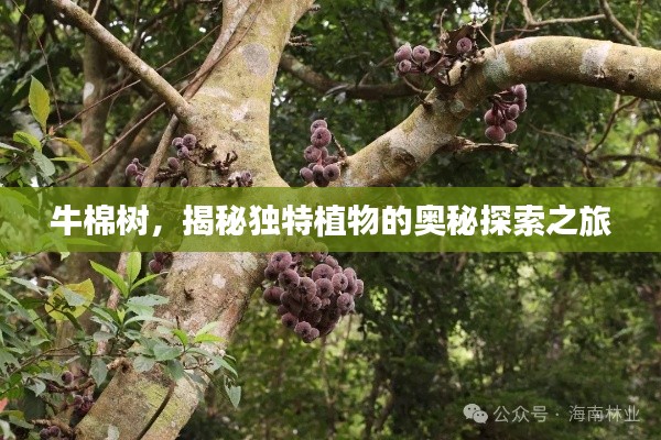 牛棉樹，揭秘獨(dú)特植物的奧秘探索之旅