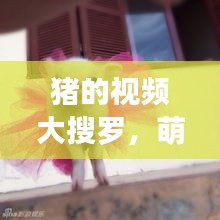 豬的視頻大搜羅，萌趣瞬間一網(wǎng)打盡！