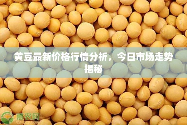 黃豆最新價格行情分析，今日市場走勢揭秘