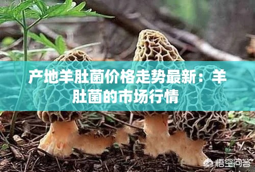 產(chǎn)地羊肚菌價(jià)格走勢最新：羊肚菌的市場行情 