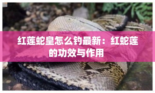 紅蓮蛇皇怎么釣最新：紅蛇蓮的功效與作用 