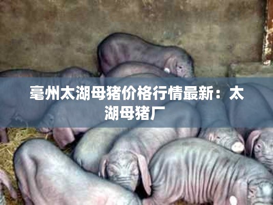 毫州太湖母豬價格行情最新：太湖母豬廠 