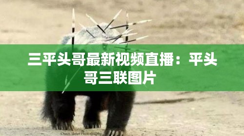 三平頭哥最新視頻直播：平頭哥三聯(lián)圖片 