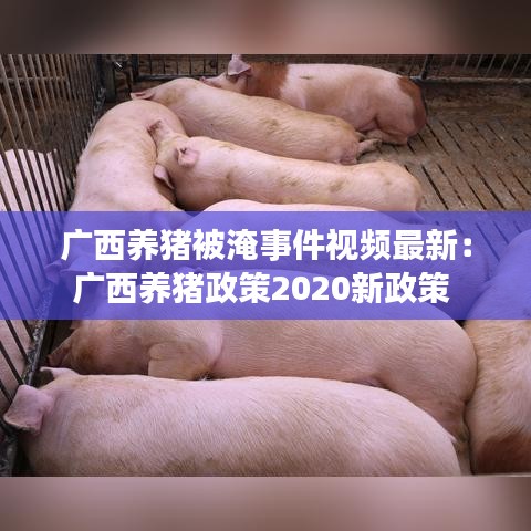 廣西養(yǎng)豬被淹事件視頻最新：廣西養(yǎng)豬政策2020新政策 