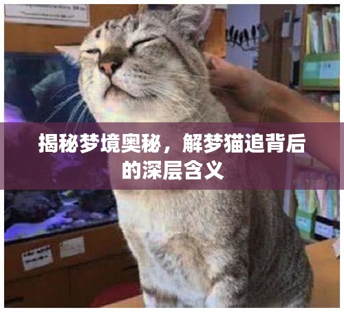 揭秘夢境奧秘，解夢貓追背后的深層含義
