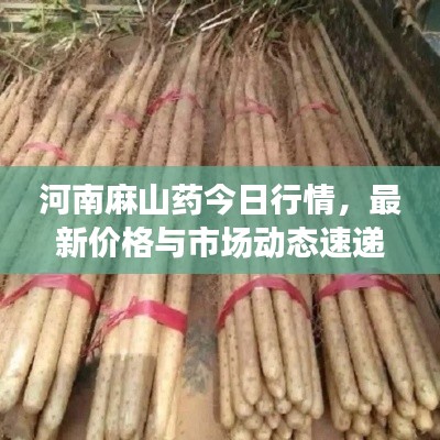 河南麻山藥今日行情，最新價(jià)格與市場(chǎng)動(dòng)態(tài)速遞
