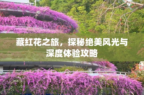 藏紅花之旅，探秘絕美風(fēng)光與深度體驗攻略