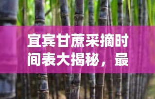 宜賓甘蔗采摘時(shí)間表大揭秘，最新時(shí)間表助你輕松掌握采摘好時(shí)機(jī)！