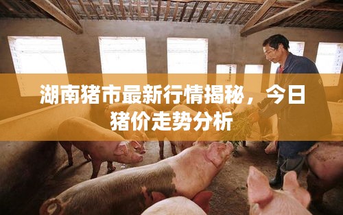 湖南豬市最新行情揭秘，今日豬價走勢分析