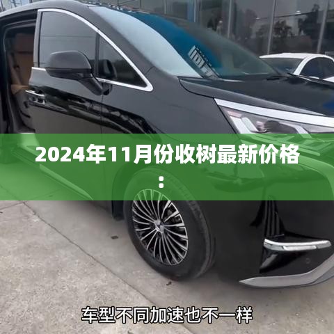 2024年11月份收樹最新價(jià)格： 
