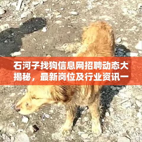 石河子找狗信息網(wǎng)招聘動(dòng)態(tài)大揭秘，最新崗位及行業(yè)資訊一網(wǎng)打盡