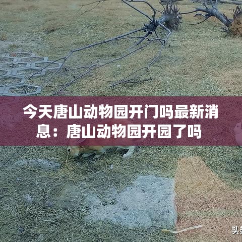 今天唐山動(dòng)物園開門嗎最新消息：唐山動(dòng)物園開園了嗎 