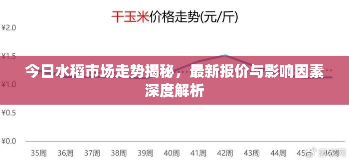 今日水稻市場走勢揭秘，最新報價與影響因素深度解析