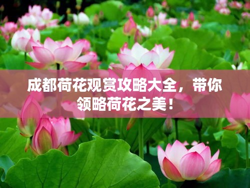 成都荷花觀賞攻略大全，帶你領(lǐng)略荷花之美！