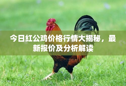 今日紅公雞價(jià)格行情大揭秘，最新報(bào)價(jià)及分析解讀