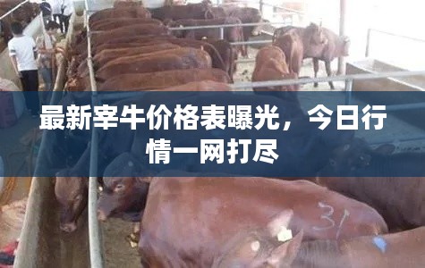 最新宰牛價(jià)格表曝光，今日行情一網(wǎng)打盡