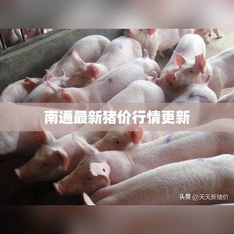南通最新豬價行情更新