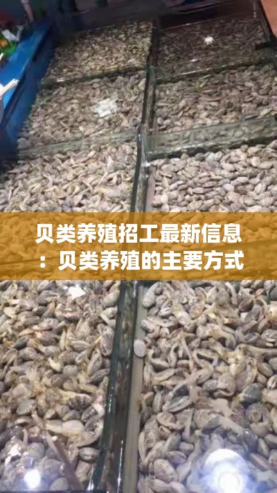 貝類養(yǎng)殖招工最新信息：貝類養(yǎng)殖的主要方式有哪些 