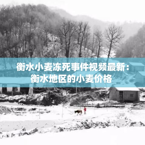 衡水小麥凍死事件視頻最新：衡水地區(qū)的小麥價(jià)格 