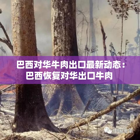 巴西對華牛肉出口最新動態(tài)：巴西恢復(fù)對華出口牛肉 