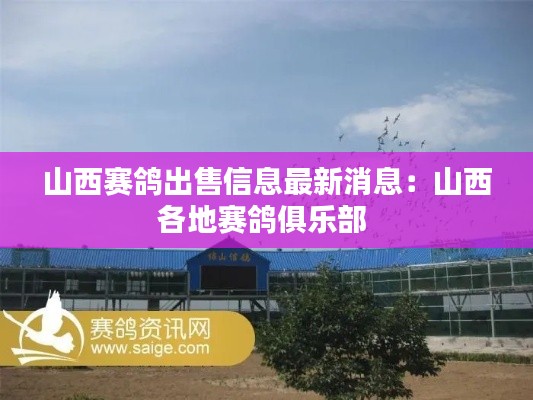 山西賽鴿出售信息最新消息：山西各地賽鴿俱樂部 