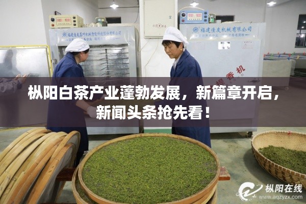 樅陽白茶產業(yè)蓬勃發(fā)展，新篇章開啟，新聞頭條搶先看！