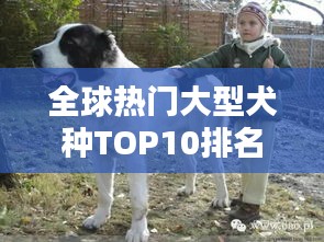全球熱門大型犬種TOP10排名，你最想養(yǎng)哪一種？