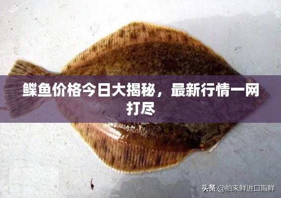鰈魚(yú)價(jià)格今日大揭秘，最新行情一網(wǎng)打盡