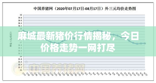 麻城最新豬價(jià)行情揭秘，今日價(jià)格走勢(shì)一網(wǎng)打盡