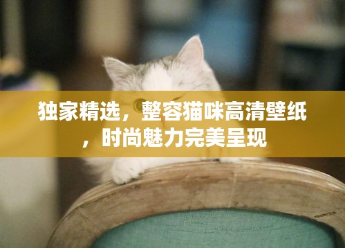 獨家精選，整容貓咪高清壁紙，時尚魅力完美呈現(xiàn)