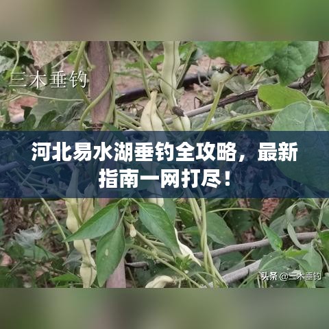 河北易水湖垂釣全攻略，最新指南一網(wǎng)打盡！