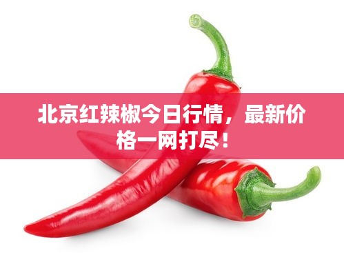 北京紅辣椒今日行情，最新價格一網(wǎng)打盡！