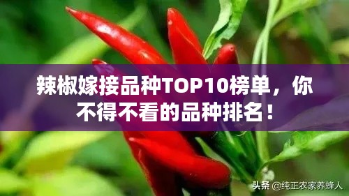 辣椒嫁接品種TOP10榜單，你不得不看的品種排名！