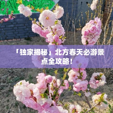「獨家揭秘」北方春天必游景點全攻略！
