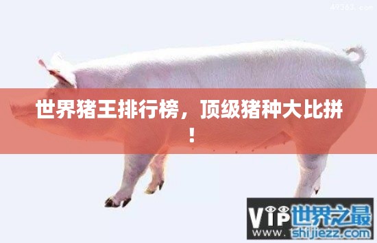 世界豬王排行榜，頂級(jí)豬種大比拼！