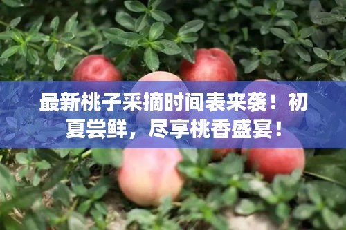 最新桃子采摘時(shí)間表來襲！初夏嘗鮮，盡享桃香盛宴！