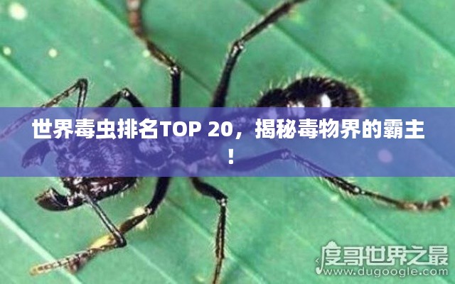 世界毒蟲排名TOP 20，揭秘毒物界的霸主！