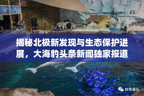 揭秘北極新發(fā)現(xiàn)與生態(tài)保護(hù)進(jìn)展，大海豹頭條新聞獨(dú)家報(bào)道