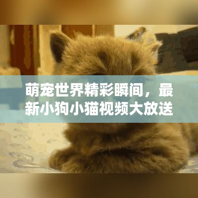萌寵世界精彩瞬間，最新小狗小貓視頻大放送！