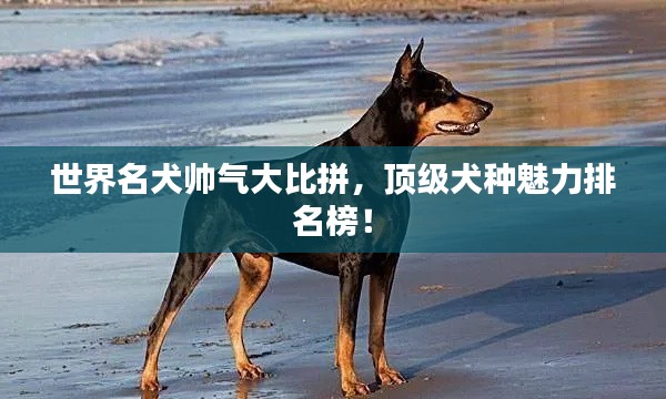 世界名犬帥氣大比拼，頂級犬種魅力排名榜！