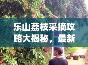 樂(lè)山荔枝采摘攻略大揭秘，最新指南助你暢游荔枝園