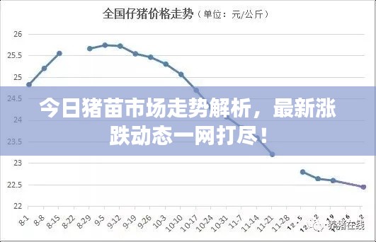 今日豬苗市場走勢解析，最新漲跌動態(tài)一網(wǎng)打盡！